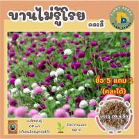 ราคา เมล็ดพันธุ์ดอกบานไม่รู้โรยคละสี 20 เมล็ด (Mixed Globe Amaranth Flower Seed) เมล็ดพันธุ์แท้ ไม่กลายพันธุ์ (ซื้อ 5 แถม 1) (23311827703)