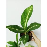 ราคา ต้นเสริมบารมี,บารมีรัตนโกสินทร์ ไม้มงคล ในกระถาง4นิ้ว (7433104181)