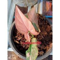 ราคา เงินไหลมาด่าง ชมพู Pink Syngonium (13580180121)