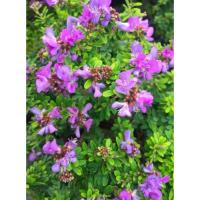 ราคา ต้นม่วงเจริญหรือหลินซาน นิยมนำมาทำเป็นบอนไซมีดอก ออกดอกตลอดปี Patsorntree (28672765474)