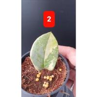 ราคา ต้นกวักมรกตด่างเหลือง (12139896891)