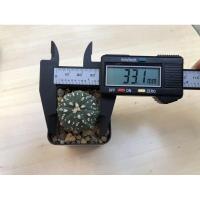 ราคา แคคตัส แอสโตรไฟตัม แอสทีเรียส (4979099936)