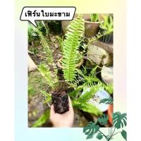 ราคา ต้นเฟิร์นใบมะขาม เฟิร์นราคาถูก (13608707890)
