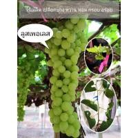 ราคา ต้นองุ่น​ กิ่งองุ่นป่าตอน​ ติดตาพันธุ์​ลูส​เ​พอ​เลส​ (4086575199)