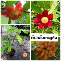ราคา ต้นกล้วยหมูสัง กล้วยหมูสังสีแดง (25642179410)