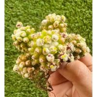 ราคา พร้อมส่งแคคตัสถังทองหนามกุด(มอนส์)ด่าง‼️ฟอร์มกอ Echinocactus grusonii var. subinermis variegate (28935595643)