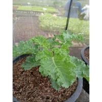 ราคา ต้นพันธุ์ เคลใบหยิก (Curly Kale) พร้อมปลูกในถุงดำ 29 บาท ชวนปลูก เคล คะน้าใบหยิก ปลูกเองได้ไม่ยาก ผักเคลใบหยิกสีเขียว (29934189864)