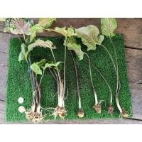 ราคา หัวฮกหลง บอนสีฮกหลง ขายหัว (13512849212)