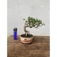 ราคา บอนไซเพรมน่า Bonsai Premna. (42802123347)