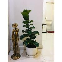 ราคา ไทรใบสักแคระ ไม้ฟอกอากาศ (8973258513)