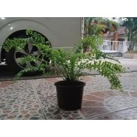 ราคา ต้นเฟิร์นก้างปลา กระถาง 5 นิ้ว (3824567955)