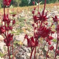 ราคา [10แถม1คละได้] เมล็ดพันธุ์กระเจี๊ยบ กระเจี๊ยบแดง พันธุ์ซูดานแท้ 50-150 เมล็ด มีคู่มือปลูก (24676941072)