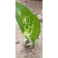 ราคา เศรษฐีวิลสันด่าง พร้อมส่ง (11758191518)