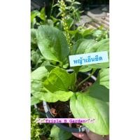 ราคา หญ้าเอ็นยืด หรือชีแต่เช้า ผักกาดน้ำ หมอน้อย เซียแต่เช้า กระถาง 5นิ้ว (18491214071)