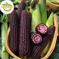 ราคา เมล็ดพันธุ์ข้าวโพดสีดำ เมล็ดข้าวโพดข้าวเหนียว ประมาณ 10เมล็ด Black Corn Seed เมล็ดพันธุ์อินทรีย์ ปลูกกลางแจ้ง-PPOP SEEDS (48803822819)