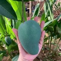 ราคา มะม่วงเขียวมรกต(ทองดำ) กล่อง 5 กิโล รวมค่าจัดส่ง (9074023537)