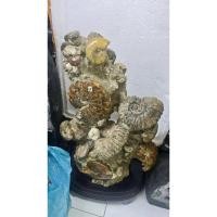 ราคา ฟอสซิลหอย 15-18kg ธรรมชาติแอมโมไนท์ แอมโมไนต์ ฟอสซิล(Ammonite)4.0-5.0kg (25234005376)