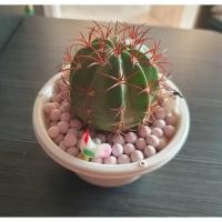 ราคา เมโล หนามแดง แคคตัส : MELOCACTUS (18082143331)