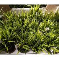 ราคา ต้นไม้ปลอมอิเกีย อีเกีย IKEA ต้นไม้ประดิษฐ์ ต้นหญ้า (24810204899)