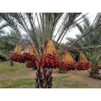ราคา #ต้นอินทผาลัมสด เดกเลทนัวร์ " Date Palm : Deglet Nour " อินทผาลัมทานแห้ง ต้นเพาะเมล็ด ขนาด 40-60 cm (14439654256)