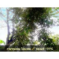 ราคา กาฝากมะยม ไม้มงคลแท้ 100 % (5047641889)