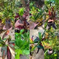 ราคา โกสน โกสนเเบบชำ ต้นโกสน ไม้มงคล (ขั้นต่ำ5ต้น) (14545224125)