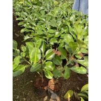 ราคา ต้นส้มโอทับทิมสยาม (40412440640)