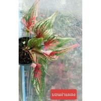 ราคา ต้นบอนสี ปีกหงส์แผลงใบหอก เป็นบอนผ่าแผลงจากปีกหงส์ ทรงเป็นใบหอก กัดสีสวยมาก (56902910190)