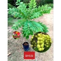 ราคา ต้นมะยม มะยม ไม้มงคล (22464420522)