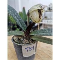 ราคา รองเท้านารีเหลืองตรัง (Paphiopedilum leucochilum) (23043871740)