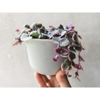 ราคา สายป่านดวงใจด่างชมพู (11342205065)