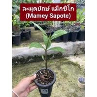 ราคา ส่งฟรี!! ต้นละมุดยักษ์ แม็กซิโก Mamey Sapote ละมุดยักษ์ เพาะเมล็ด ของแท้ 100% ละมุด นำเข้าจากแม็กซิโก ต้นละมุด (17165310068)