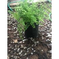 ราคา ต้นเฟิร์นก้านดำ ใบเล็ก (6834775427)