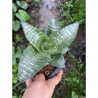 ราคา ต้นลิ้นมังกรแคระ #ไม้ฟอกอากาศ (4145500981)