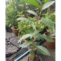 ราคา ต้นพวงครามออสเตรเลียต้นสูง (50-60 เซนติเมตร) ปลูกง่าย (2403532869)