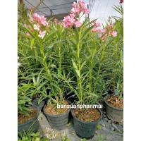 ราคา ต้นยี่โถชมพู กระถาง10นิ้ว (28404581463)