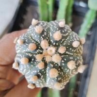 ราคา แอสโตรแอสทีเรียสAstrophytum​ sterias.​8พูขนปุยดอกชมพู❇️❇️ (10518190373)