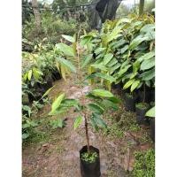 ราคา ทุเรียนพวงมณีความสูง 70-80 cm (44272731877)