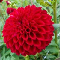 ราคา 1 หัว ดอกดาร์เลีย รักเร่ Dahlia สายพันธุ์ Boom Boom Red หัวรักเร่ (7378011368)