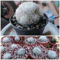 ราคา แมมขนนกขาว(ไม้ชำหน่อ)​ (4642825865)