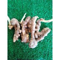 ราคา ว่านมหาเมฆ ครึ่ง,1กก.ให้เลือก เนื้อเขียวอ่อนคนละตัวกับขมิ้นดำ หัวว่าน สมุนไพร (22014511806)