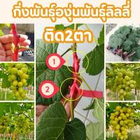 ราคา กิ่งพันธุ์องุ่นติดตา2ตาองุ่นเขียวองุ่นพันธุ์ลิลลี่อ๊อฟเดอะวัลเลย์ (16586102686)