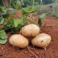 ราคา singkamas seeds เมล็ดพันธุ์ มันแกว มันตะเภา มันละแวก ปลูกมันแกว เมล็ดมันแกว 10 เมล็ด ปลูกง่าย singkamas seeds (53103059993)