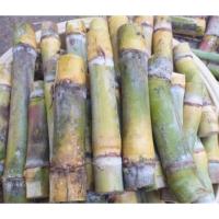 ราคา ท่อนพันธุ์อ้อยคั้นน้ำ สุพรรณบุรี 50 ออแกนิค 20 ข้อตา (22776355431)