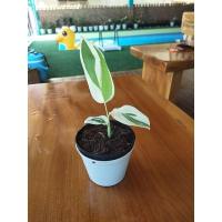 ราคา ต้นสาคูด่าง ไม้ด่าง ต้นด่างสวย (10214276873)