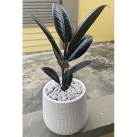 ราคา ยางอินเดียดำ ยางอินเดียด่างขาว ฟอร์มสวย **พร้อมกระถางและหินตามแบบ*** ฟรีเคลือบใบเงา (5897593411)