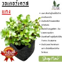 ราคา วอเตอร์เครสแดง วอเตอร์เครส สีแดง ต้นวอเตอร์เครสแดง ซุปเปอร์ฟู้ด ผักสลัดที่ปลูกง่าย เพิ่มไฟเบอร์ในร่างกาย (7389421748)