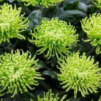 ราคา 50 เมล็ด ดอกไม้ ดอกเบญจมาศ ดอกมัมหรือเบญจมาศ Chrysanthemum Seeds สายพันธุ์ Green Mist (40522880028)