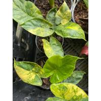 ราคา บอนหูช้างด่างเหลือง (Alocasia gageana) บอนที่มีลายด่างที่สวยงาม “บอนหูช้างด่างเหลือง” อโลคาเซีย (20275870187)