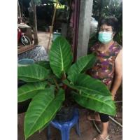 ราคา ต้นเศรษฐีรวยทรัพย์.. (12105641577)